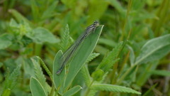 Coenagrion puella