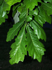 Neuroterus umbilicatus