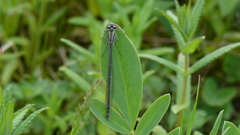 Coenagrion puella