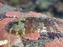 Dendrochiton flectens