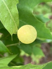 Amphibolips nubilipennis