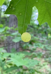 Amphibolips nubilipennis