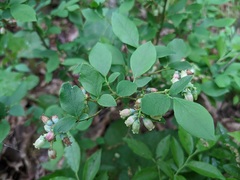 Vaccinium pallidum
