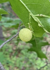 Amphibolips nubilipennis