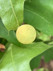 Amphibolips nubilipennis