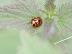 Harmonia axyridis