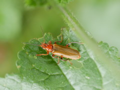 Cantharis