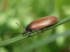 Megischia curvipes