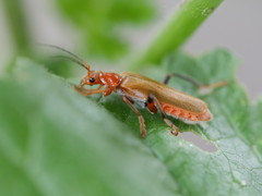 Cantharis