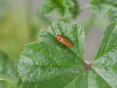 Cantharis
