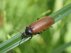 Megischia curvipes