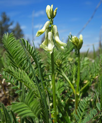 Astragalus reventus