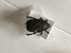 Protaetia morio