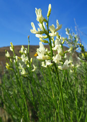 Astragalus cusickii