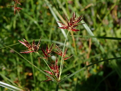 Cyperus longus