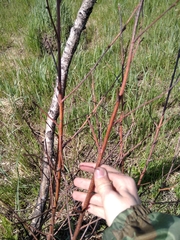 Betula humilis