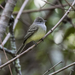 Northern Scrub-Flycatcher - Photo (c) Steven Easley, some rights reserved (CC BY-NC), uploaded by Steven Easley