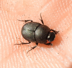 Palaeonthophagus