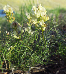 Astragalus obscurus