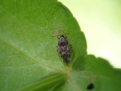 Dictyla nassata