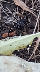 Zachaeus crista