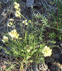 Astragalus obscurus