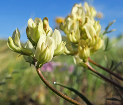 Astragalus obscurus
