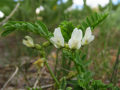 Astragalus vallaris