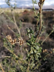 Psoralea striata