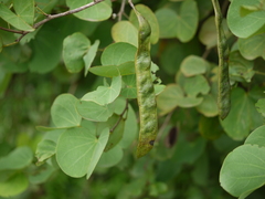 Bauhinia racemosa