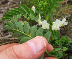 Astragalus vallaris