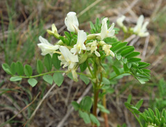 Astragalus vallaris