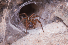 Textrix caudata