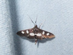 Desmia maculalis