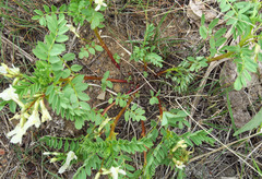 Astragalus vallaris