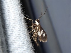 Desmia maculalis