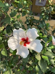 Hibiscus