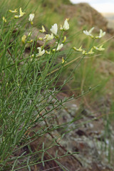 Astragalus cusickii