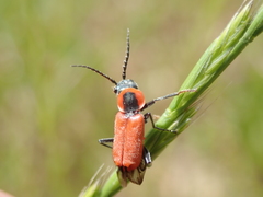Clanoptilus rufus