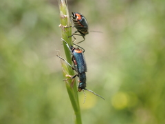 Clanoptilus geniculatus