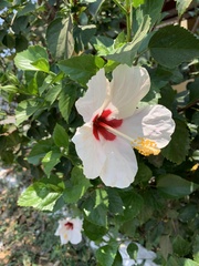 Hibiscus