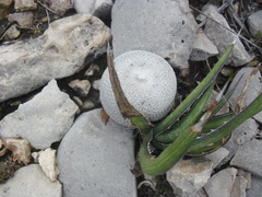 Epithelantha