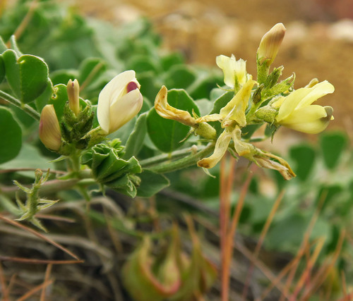 Astragalus iodanthus var. diaphanoides