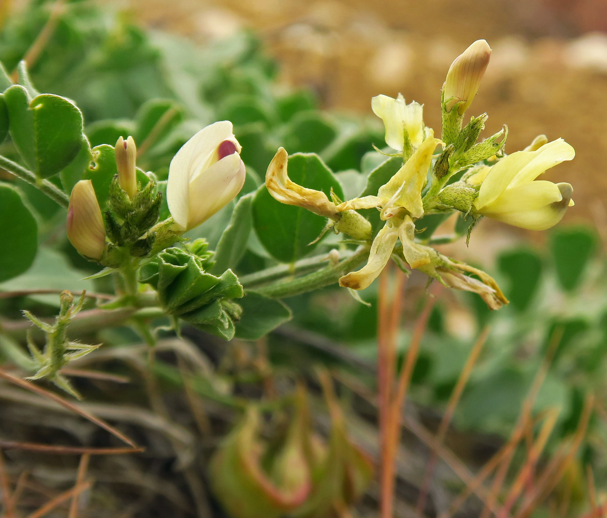 Astragalus iodanthus var. diaphanoides