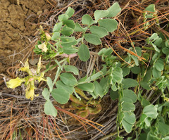 Astragalus iodanthus diaphanoides