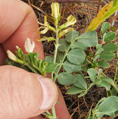 Astragalus iodanthus diaphanoides