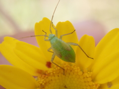 Closterotomus