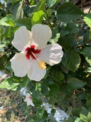 Hibiscus