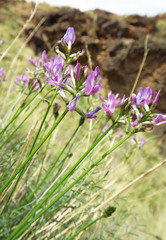 Astragalus conjunctus