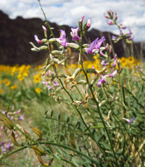 Astragalus eremiticus